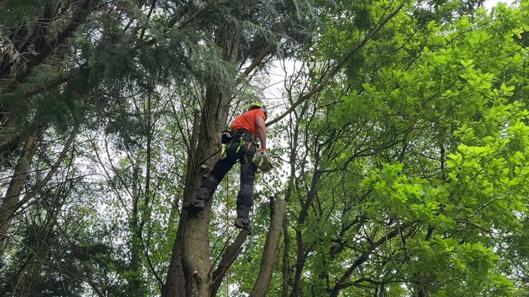 Best Hedge Trimming  in Annapolis Neck, MD